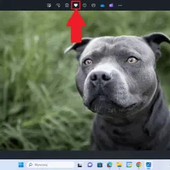 Jak znaleźć ulubione zdjęcia w Windows 10 i uniknąć frustracji